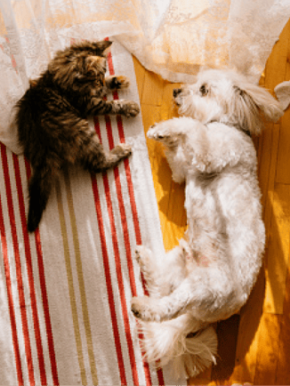 A dog and a cat lying on the floor together.