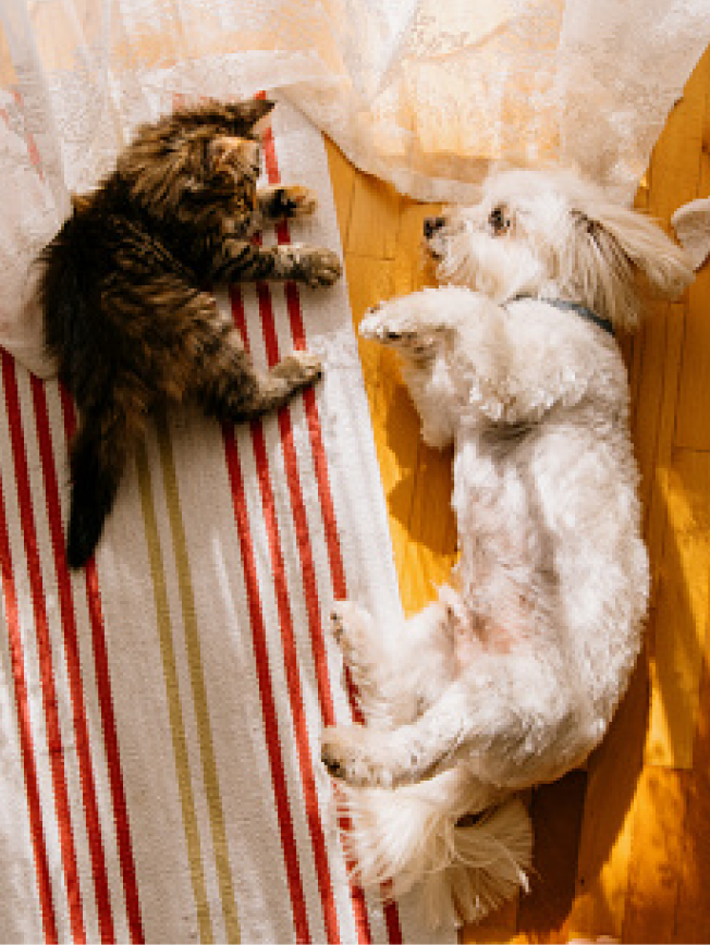 A dog and a cat lying on the floor together.